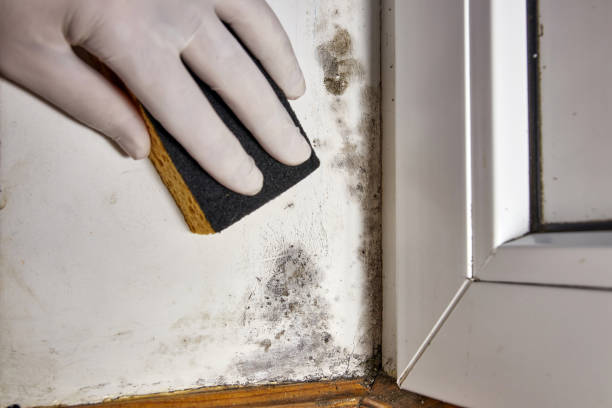 Asbestos and Lead Testing During Mold Inspection in Ashland, MO